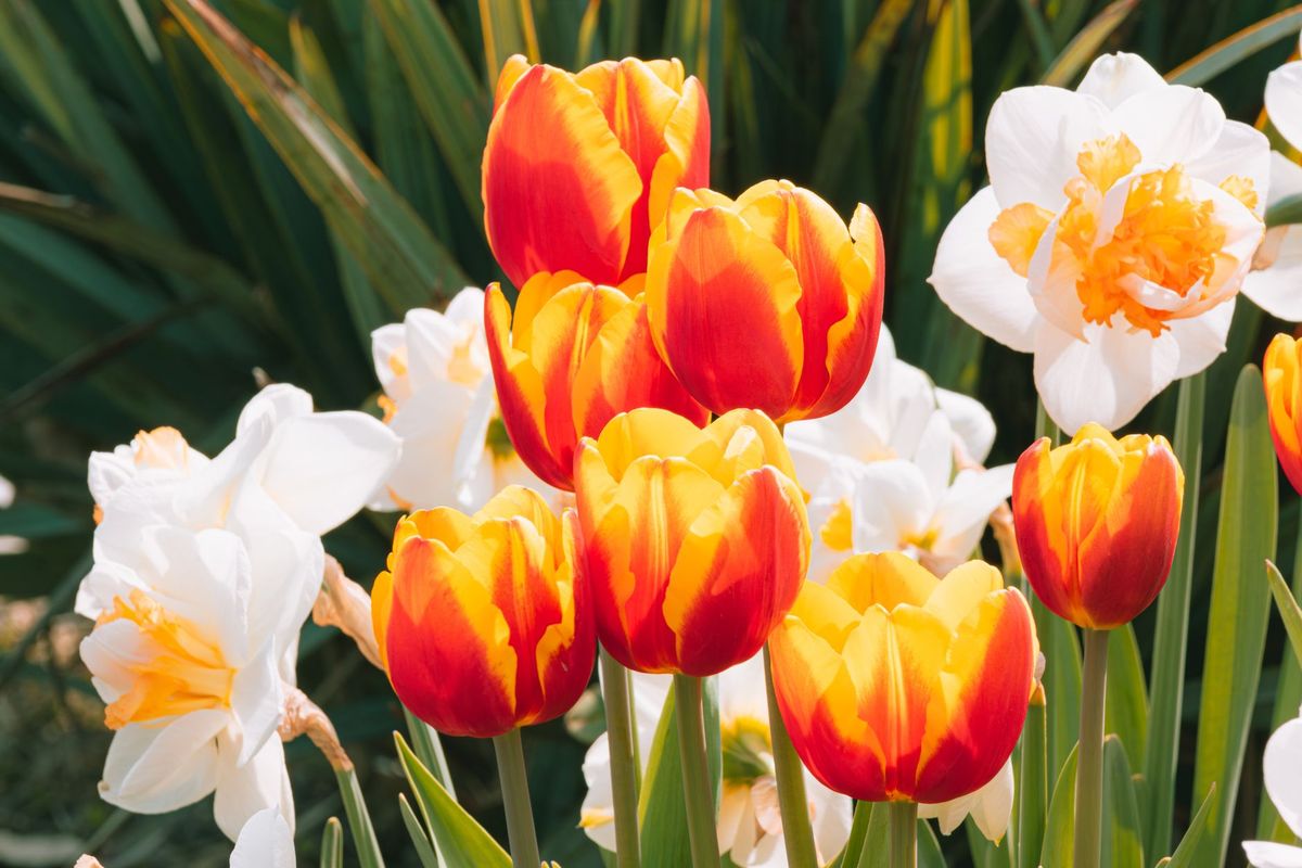 Red and yellow tulips with white daffodils in a spring garden.