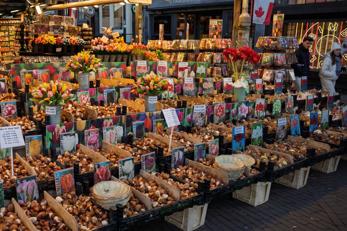Bins of tulip bulbs for sale at a flower market, labeled with photos of the blooms